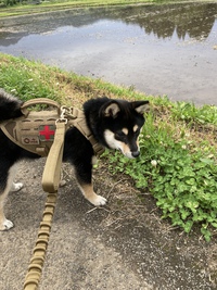 犬生活　初めてのヤキモチ