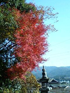 紅葉