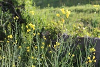 菜の花