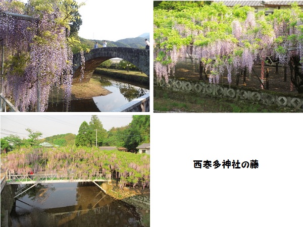 西寒多神社の藤の花
