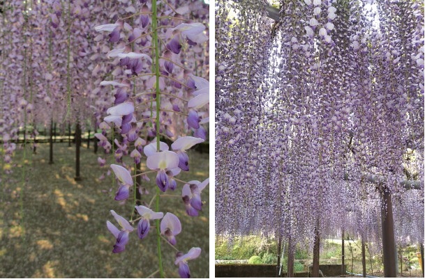 西寒多神社の藤の花