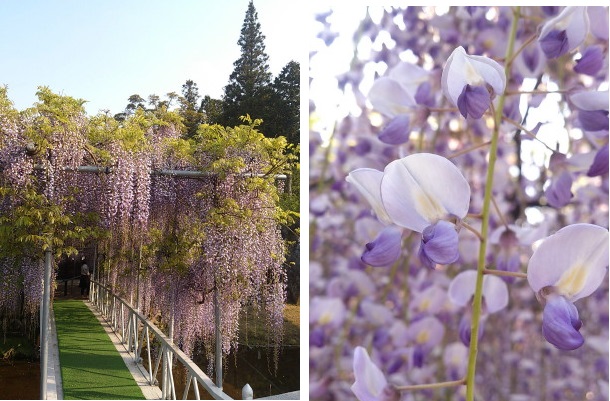西寒多神社の藤の花