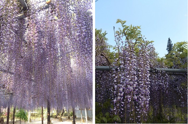 西寒多神社の藤の花