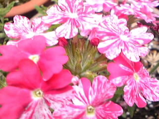 変わった「桜草？」