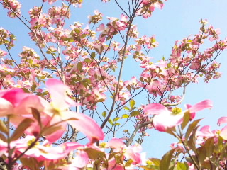 う~す紅色の~♪