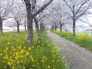 桜風景