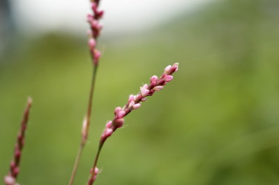 彼岸花