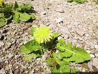 散歩DE たんぽぽ♪