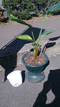 大きくなったので