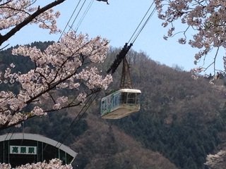 鶴見岳の山桜