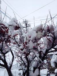 敷戸は大雪です。