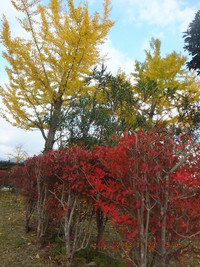 山口市維新公園・中央公園
