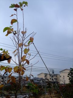 一家に一個??
