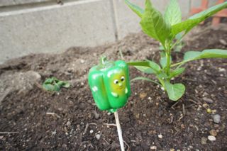 夏に向けて・・自給?