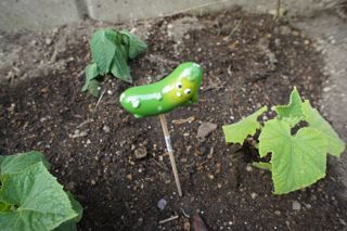 夏に向けて・・自給?