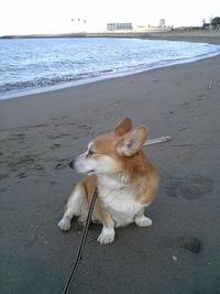 ワンコヽ(´ー｀)ノ