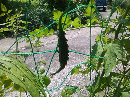 続・緑のカーテン