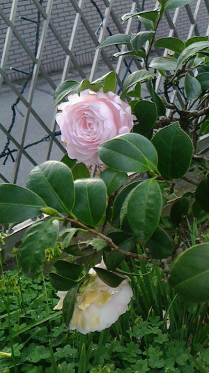 椿の花