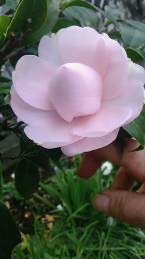 椿の花
