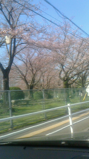 桜の花