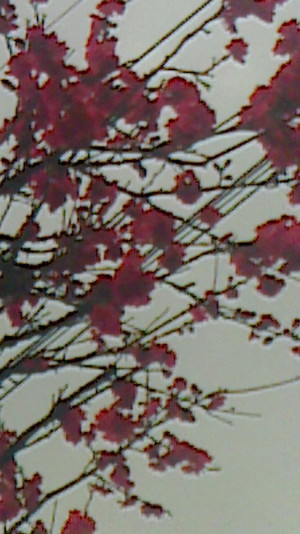 花見 花見