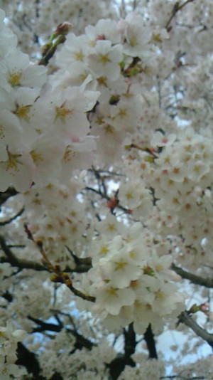 花見 花見
