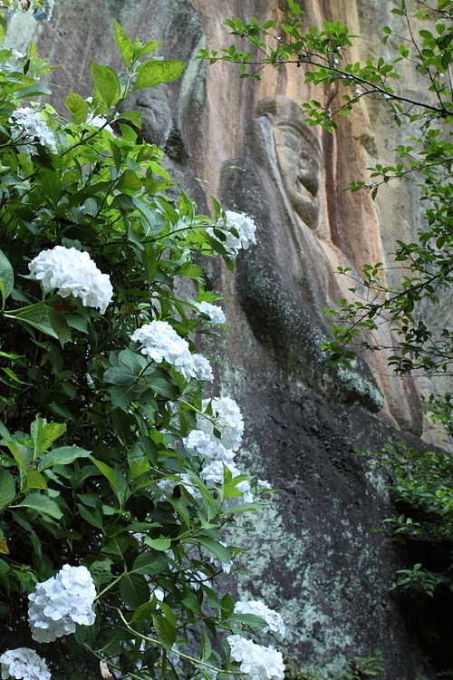 紫陽花