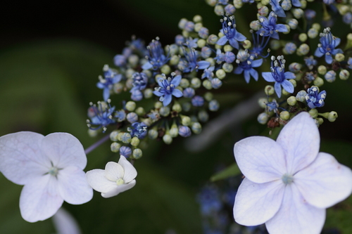 紫陽花