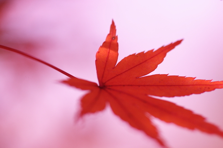 紅葉