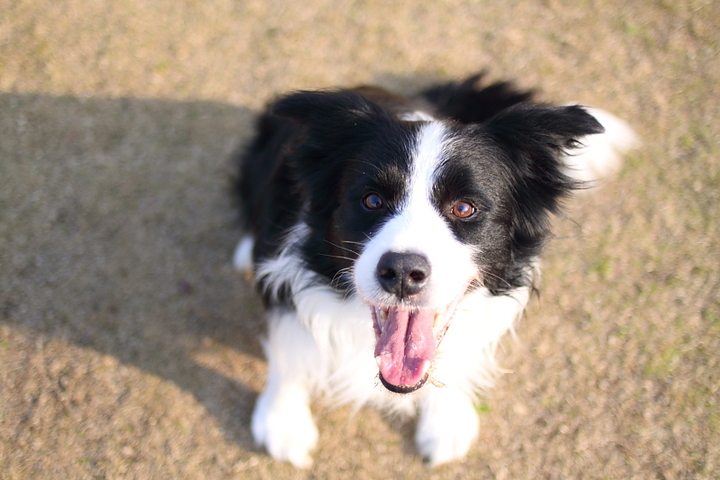 私は犬になりたい