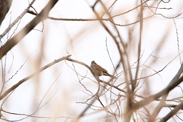 鳥を撮る