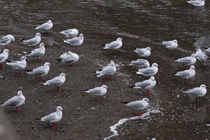 鳥を撮る