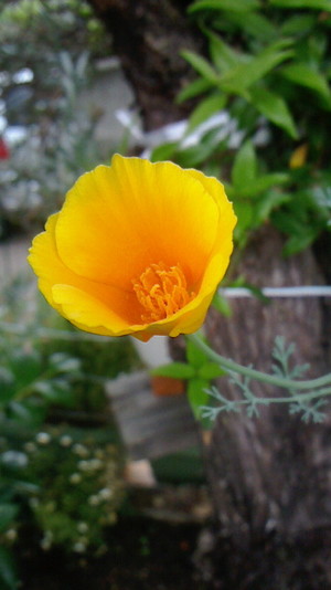 庭の花