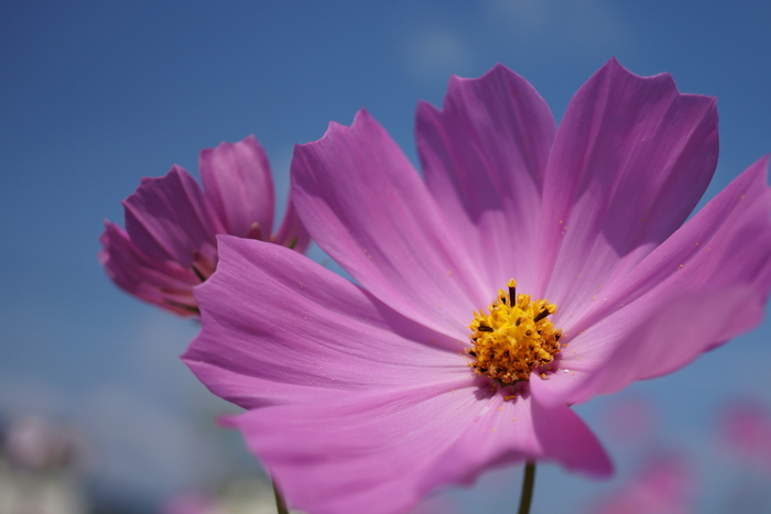 秋の花といえば・・・