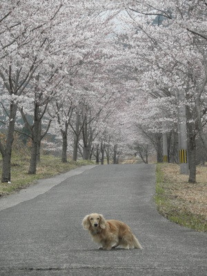 さくら・・・
