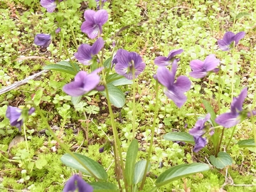 4/25