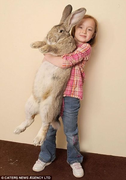●世界最大のウサギ