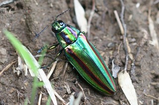 玉虫色のタマムシ