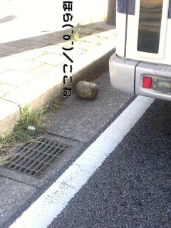 道路にカボチャが(*^^)ゞおちょった