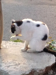 朝から(^O^)／シャッキっと