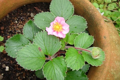 花いちご？