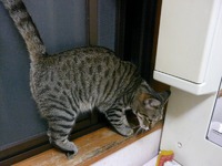 うちのにゃんこ専用玄関は・・・
