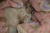 バニラ・・・