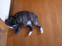 意外と使える・・・