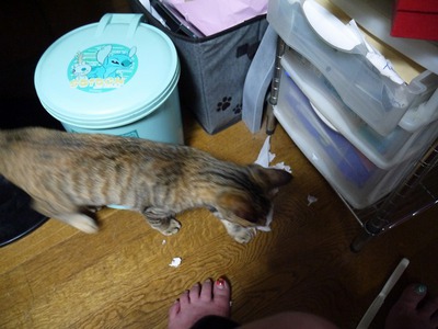 ふりまわされております(-_-;) ふりまわされております(-_-;)