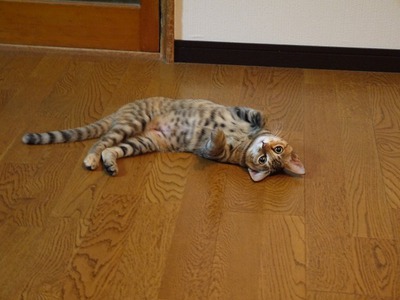 ふりまわされております(-_-;) ふりまわされております(-_-;)