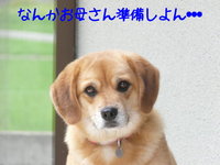 ロナ、恐怖のシャンプー