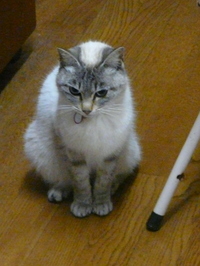 バニラちゃん・・・
