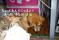 姫ちゃん、強い