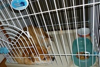 暑いし、食欲ないし・・・